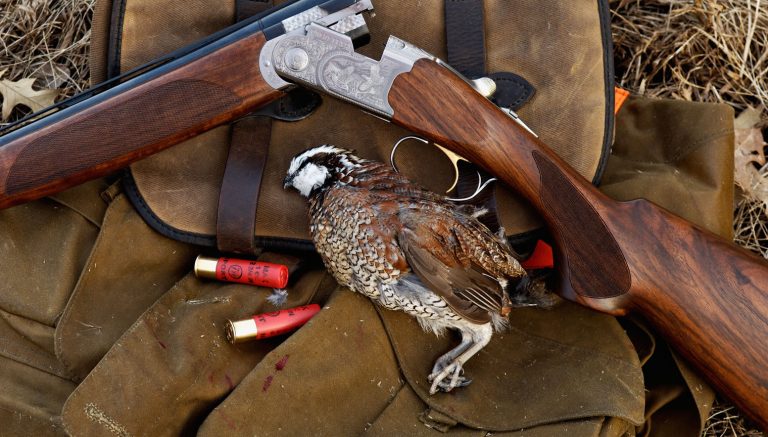 Beretta 28 Gauge Shotgun and Harvested Bobwhite Quail at Deer Creek ...