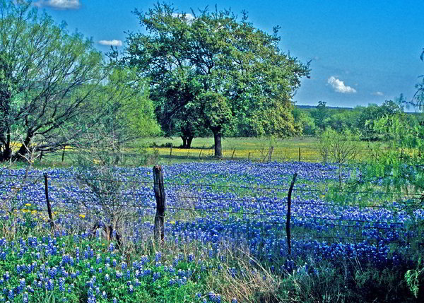 Hunting Outfitters and Lodge in Texas | Schmidt Double T Ranches