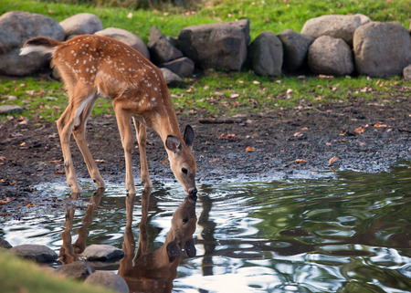 White tailed deer clearance facts