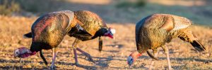 Spring Texas Turkey hunt